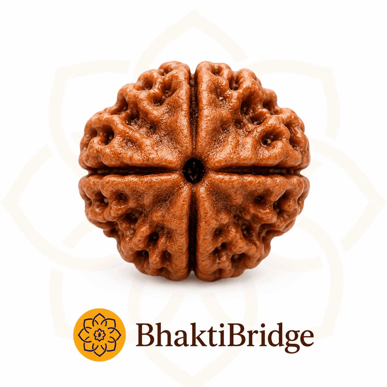 4 Mukhi Rudraksha